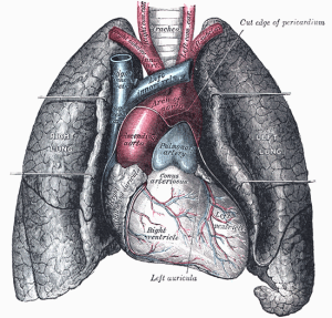 Lung Transplantation